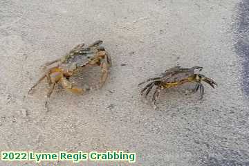  lyme3c 2022 Lyme Regis Crabbing