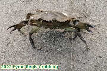  lyme3c 2022 Lyme Regis Crabbing