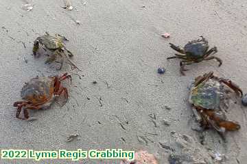  lyme3c 2022 Lyme Regis Crabbing