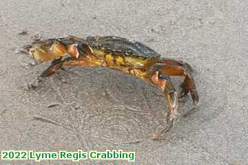  lyme3c 2022 Lyme Regis Crabbing