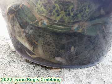  lyme3c 2022 Lyme Regis Crabbing