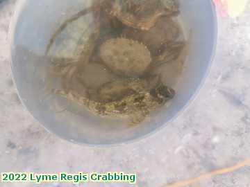  lyme3c 2022 Lyme Regis Crabbing