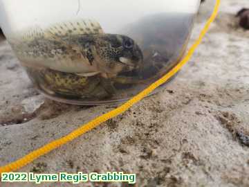  lyme3c 2022 Lyme Regis Crabbing