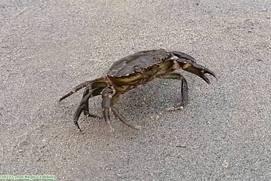 2022 Lyme Regis Crabbing