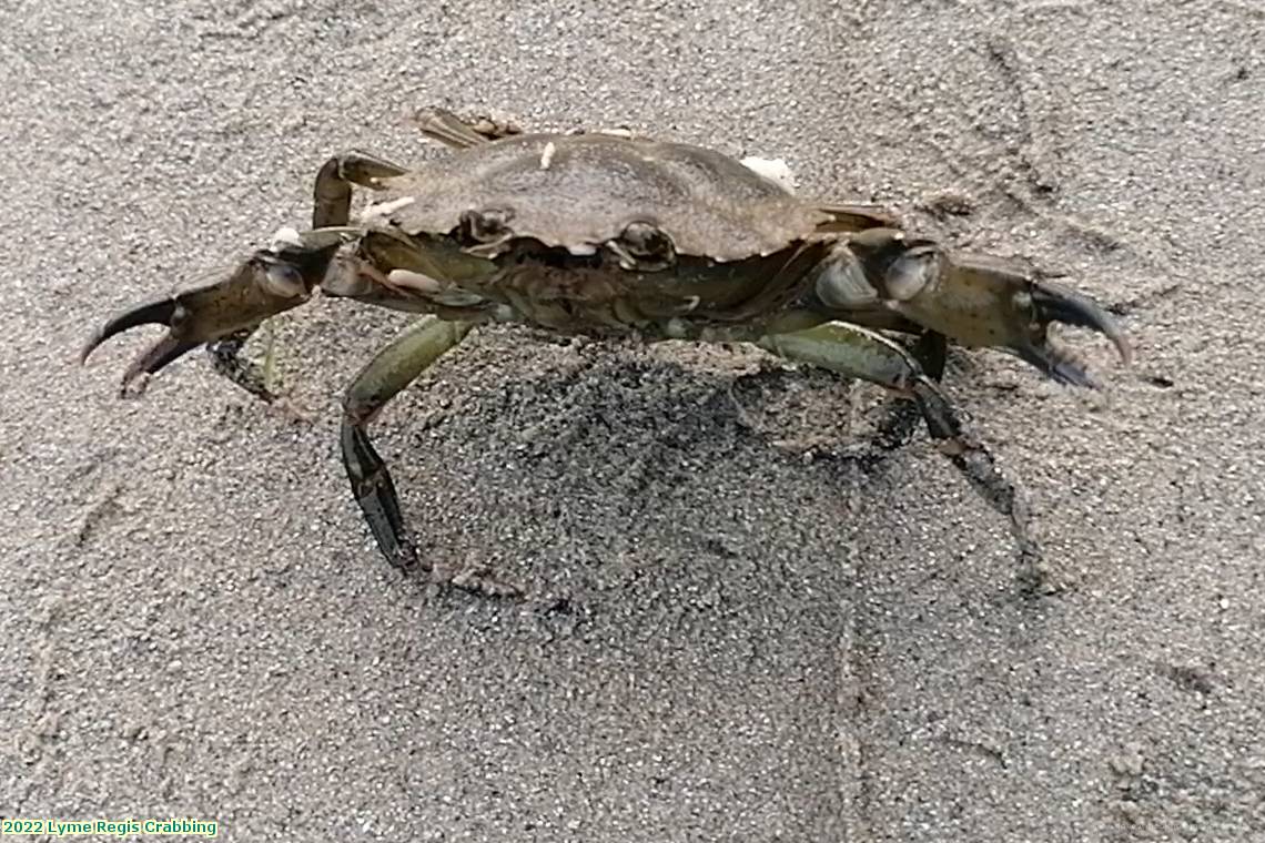 2022 Lyme Regis Crabbing