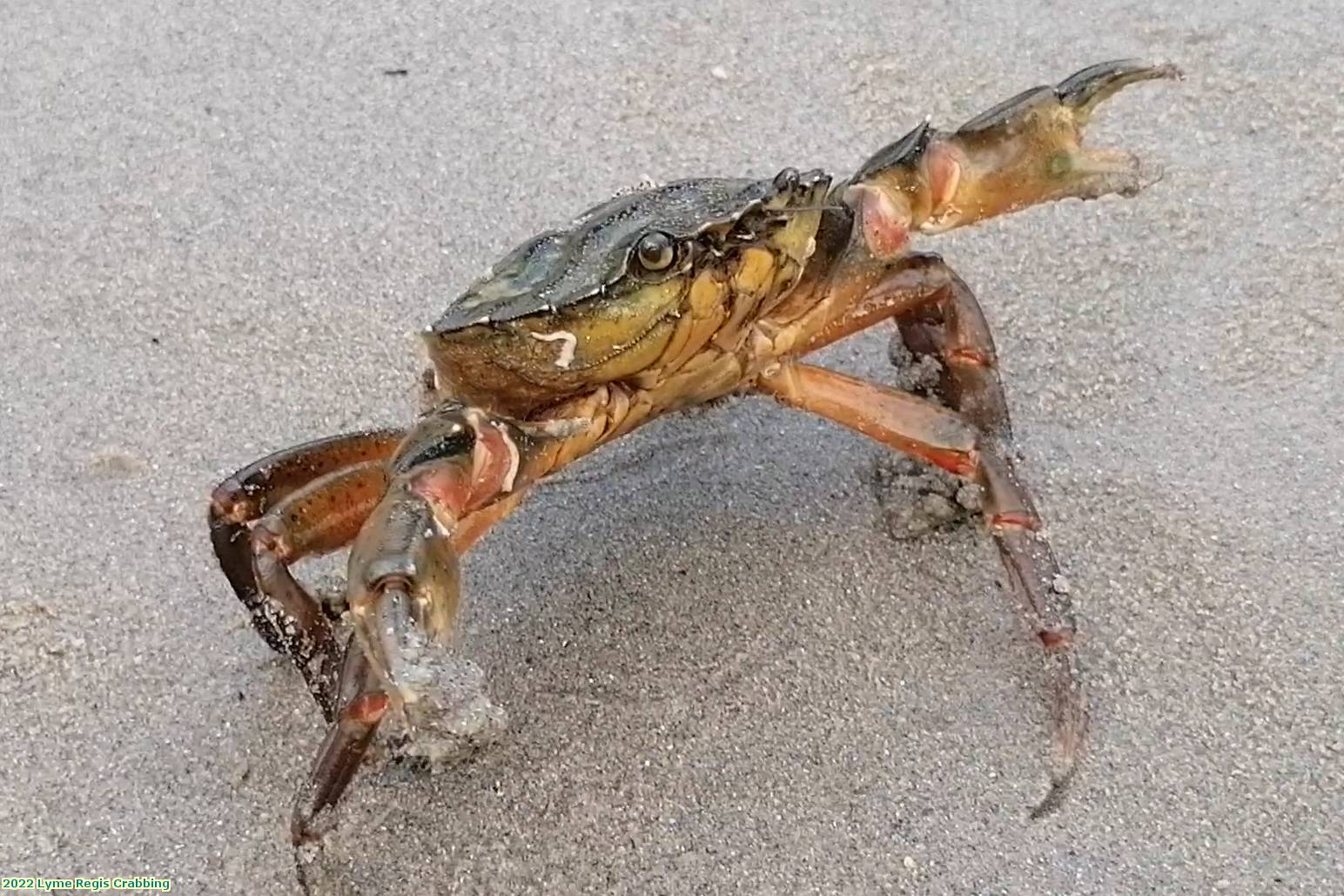 2022 Lyme Regis Crabbing