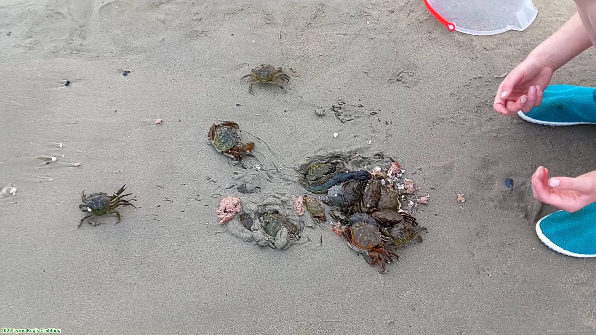 2022 Lyme Regis Crabbing