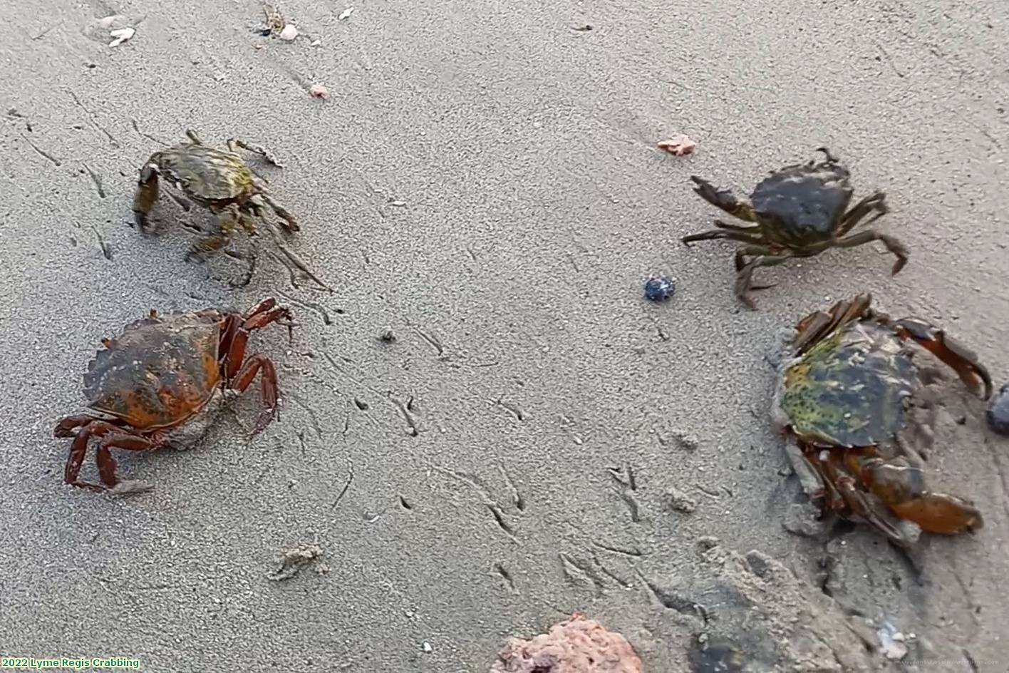 2022 Lyme Regis Crabbing