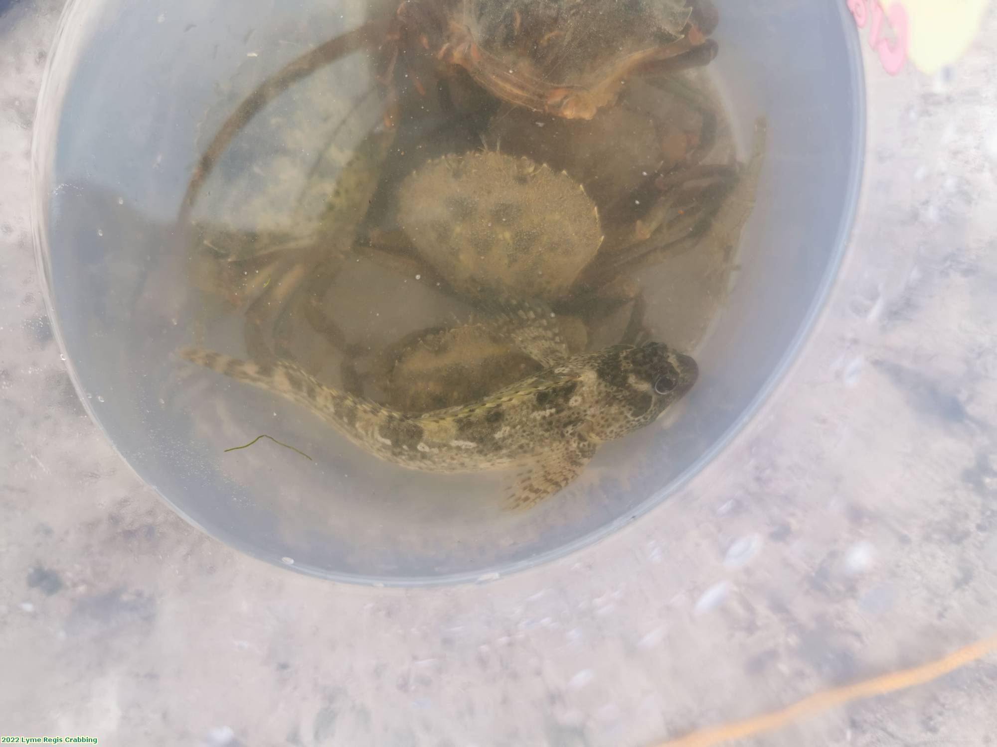 2022 Lyme Regis Crabbing