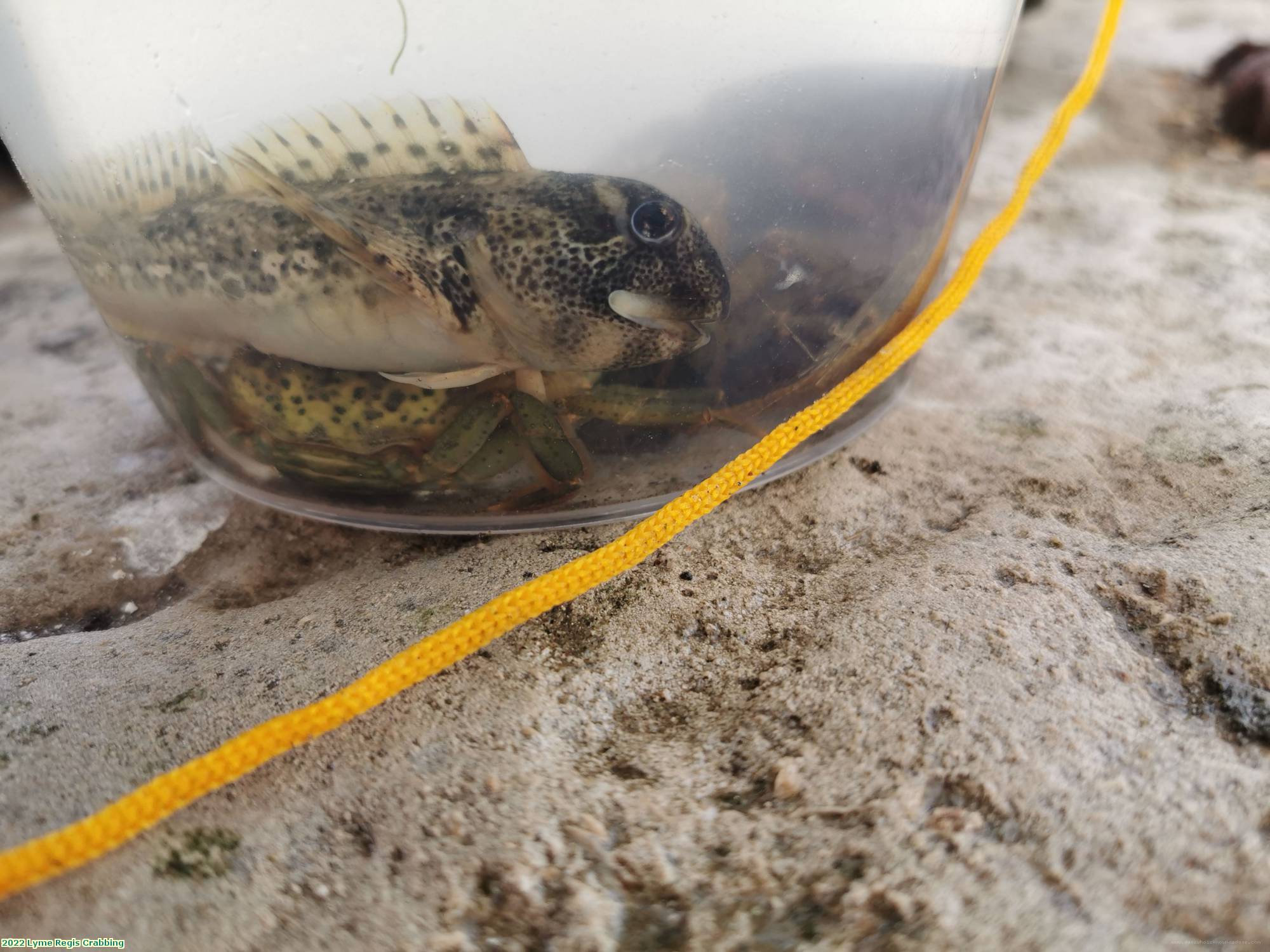 2022 Lyme Regis Crabbing