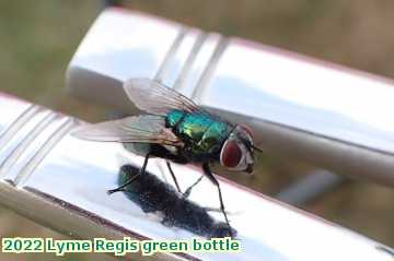  lyme4 2022 Lyme Regis green bottle