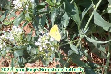  lyme5 2022 Lyme Regis Brimstone butterfly