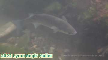  lyme5 2022 Lyme Regis Mullet