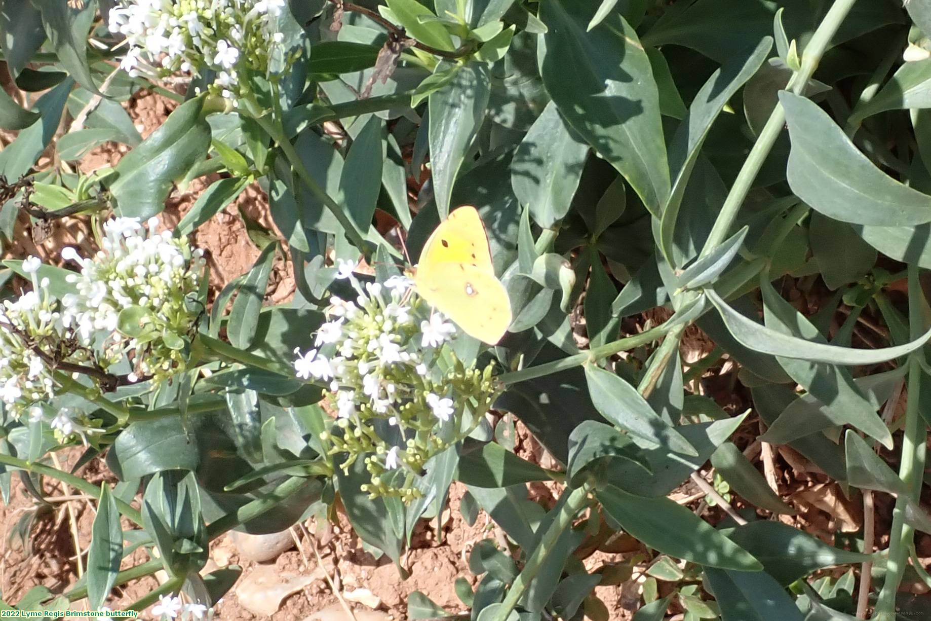 2022 Lyme Regis Brimstone butterfly