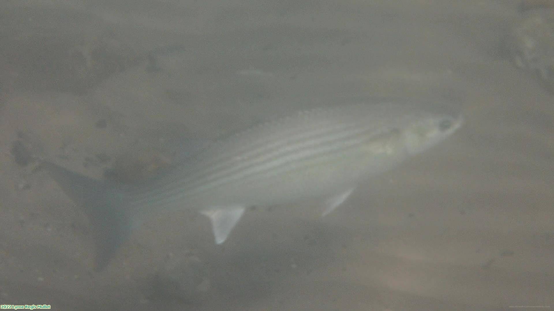 2022 Lyme Regis Mullet