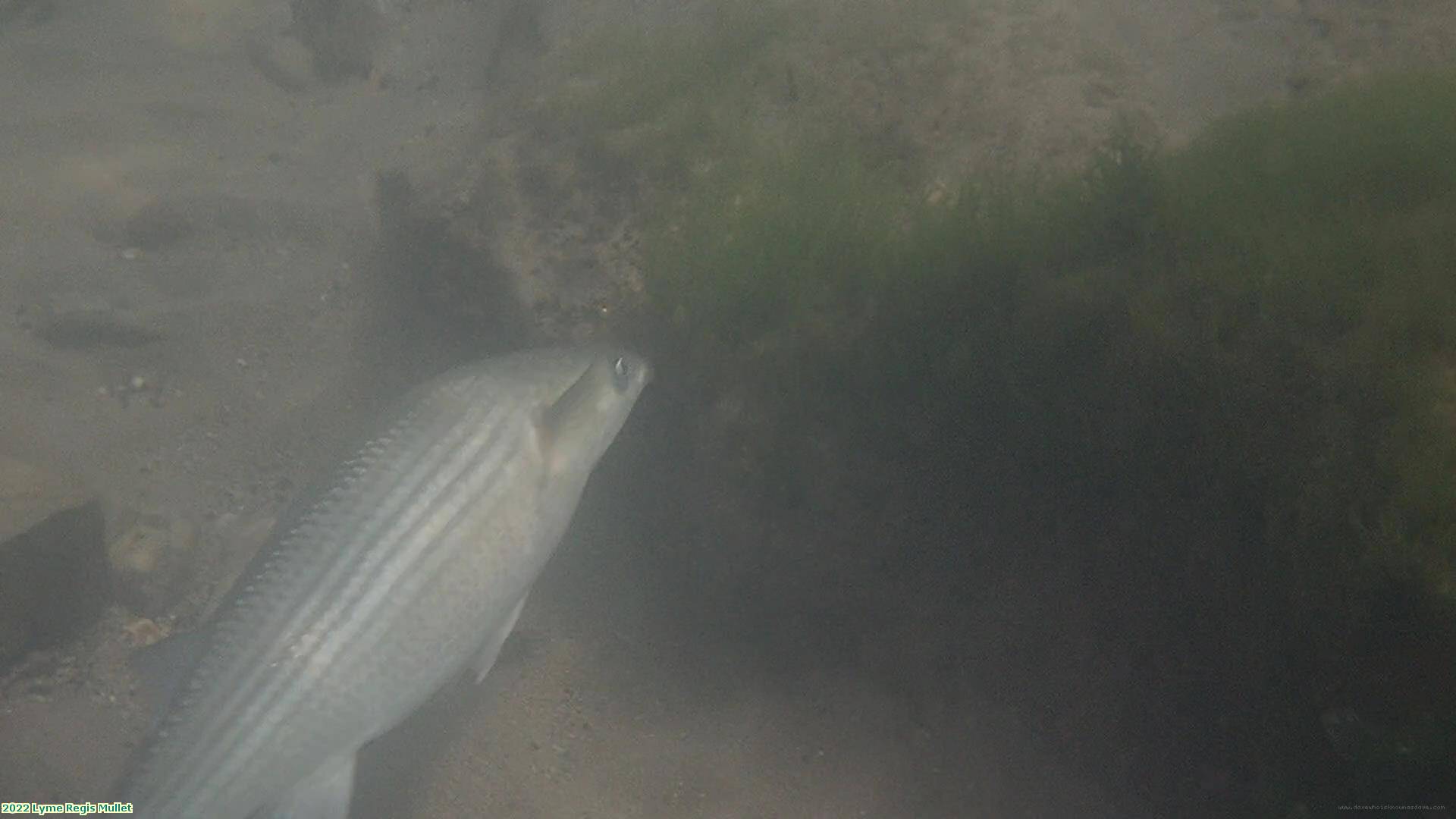 2022 Lyme Regis Mullet