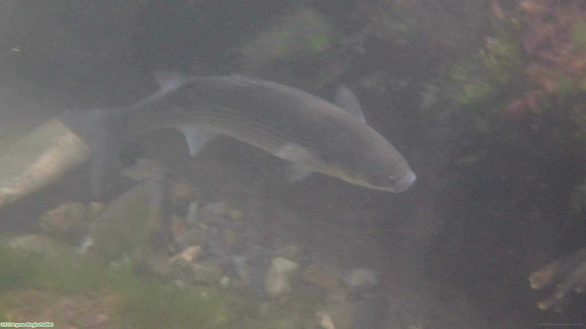 2022 Lyme Regis Mullet