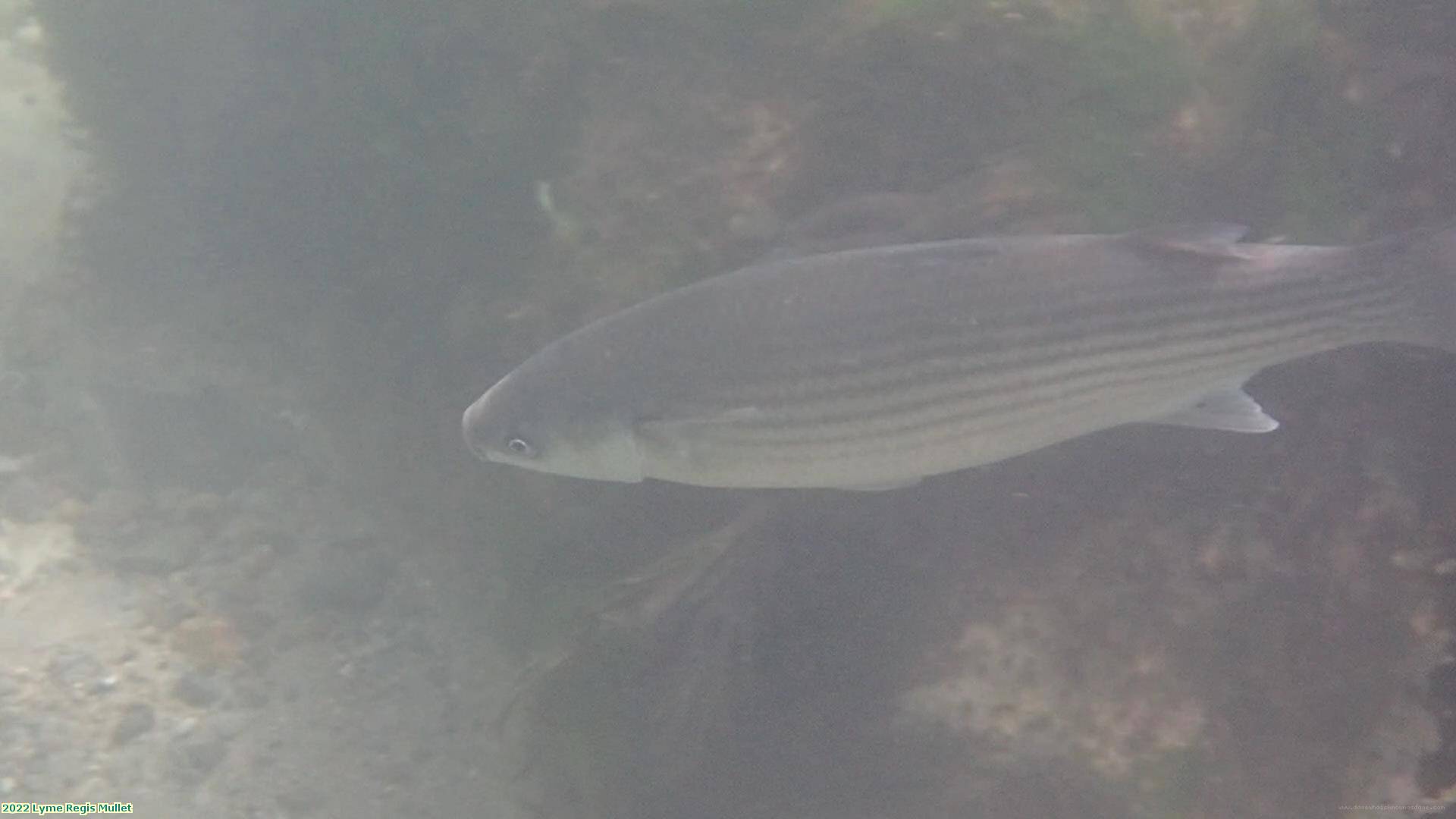 2022 Lyme Regis Mullet